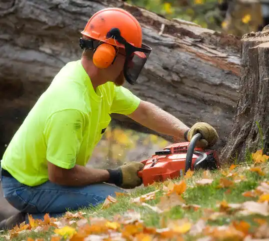 tree services Seaside Heights